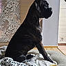 Armanie a rejoint le concours — aidez-le/la à gagner de superbes lots ! dog, boxer, black_and_white, sitting, indoor, bed, blanket, home, window, portrait, pet, animal, short_hair, dark_coat, white_chest, floppy_ears, side_profile, furniture, wallpaper, cozy