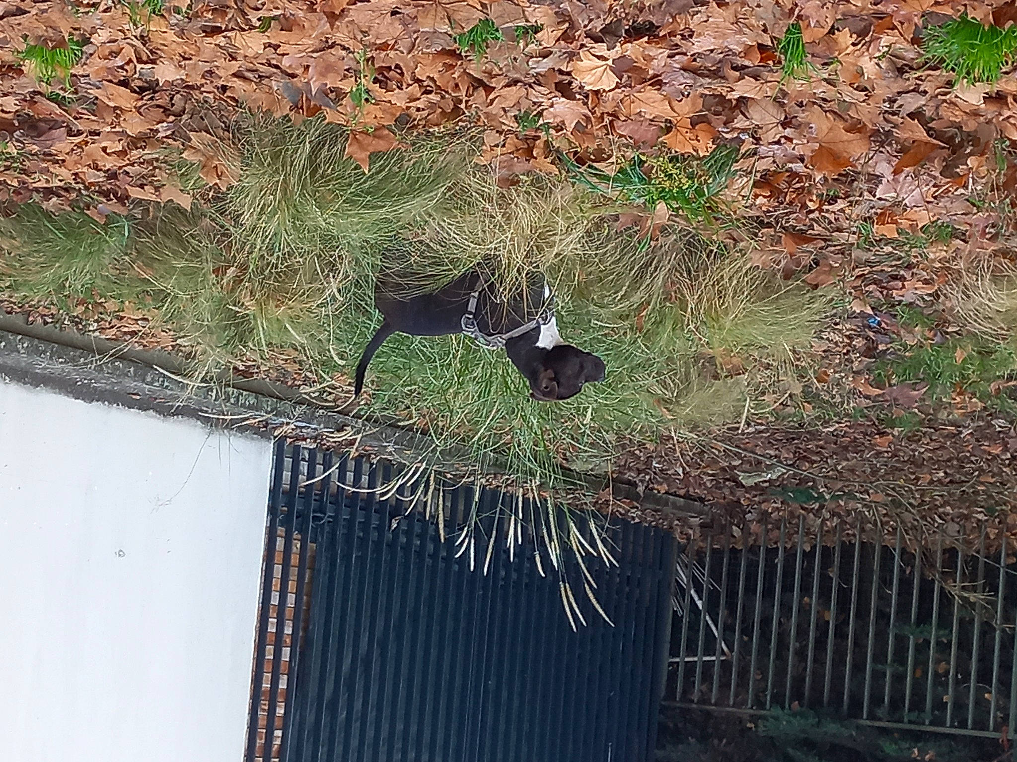 Robby participe au concours pour gagner de l'argent avec cette photo : arthropod, branch, grass, groundcover, insect, line, metal, natural_material, pest, plant, pollinator, shrub, soil, terrestrial_plant, trunk, twig, vegetation, wall, wildlife, wood