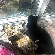 Sushi And Midnight joined the competition — help win amazing prizes! cat, two_cats, sunlight, indoor, glass_door, floor_mat, tabby_cat, black_cat, relaxing, stretching, pet, animal, home_interior, sunny, tile_floor, cozy, resting, companion, domestic_cat, feline