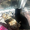 cat, two_cats, sunlight, indoor, glass_door, floor_mat, tabby_cat, black_cat, relaxing, stretching, pet, animal, home_interior, sunny, tile_floor, cozy, resting, companion, domestic_cat, feline