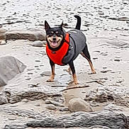 Lizy a rejoint le concours — aidez-le/la à gagner de superbes lots ! dog, pet, beach, rocks, water, sand, life_jacket, orange, black_fur, standing, smiling, tongue_out, outdoor, shallow_water, small_dog, coat, pebbles, muddy, happy, portrait