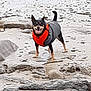 dog, pet, beach, rocks, water, sand, life_jacket, orange, black_fur, standing, smiling, tongue_out, outdoor, shallow_water, small_dog, coat, pebbles, muddy, happy, portrait