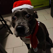 Naya participe au concours pour gagner de l'argent avec cette photo : animal, blur, brown, cabinet, christmas, close_up, cute, dog, festive, floor, hat, holiday, indoor, kitchen, looking_up, pet, santa_hat, scarf, tile, white_paws