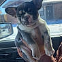 Chi Chi is registered to the contest to win money with this photo: puppy, dog, car, window, hand, ear, fur, sunlight, blanket, colorful, inside, pet, cute, animal, canine, face, paw, holding, seat, person