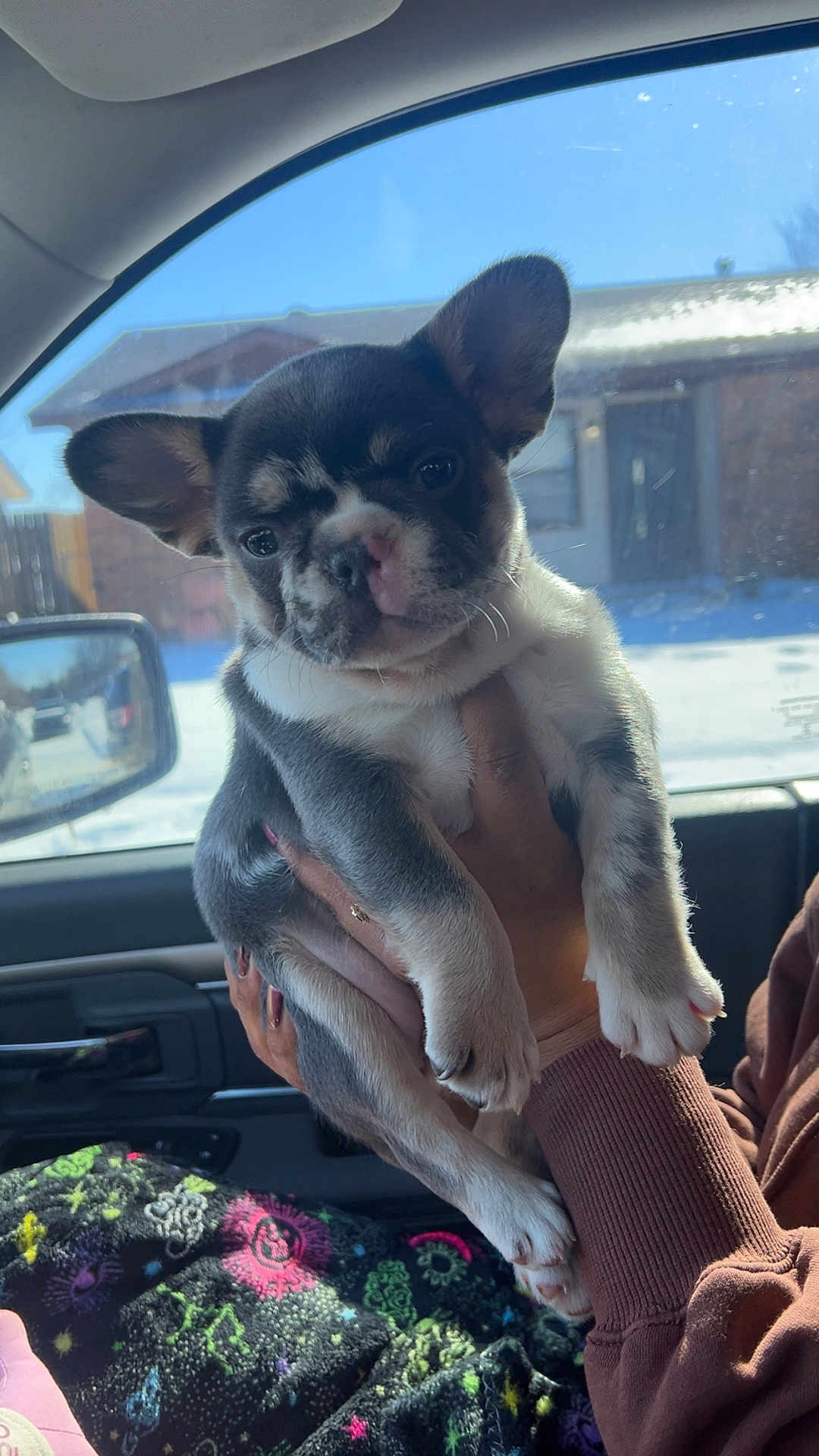 Chi Chi is registered to the contest to win money with this photo: puppy, dog, car, window, hand, ear, fur, sunlight, blanket, colorful, inside, pet, cute, animal, canine, face, paw, holding, seat, person