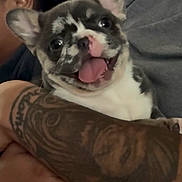 Chi Chi joined the competition — help win amazing prizes! dog, puppy, french_bulldog, tattoo, person, arm, gray_clothing, cute, happy, tongue_out, close_up, indoor, pet, smiling, animal, face, ears, holding, portrait, expression