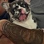 dog, puppy, french_bulldog, tattoo, person, arm, gray_clothing, cute, happy, tongue_out, close_up, indoor, pet, smiling, animal, face, ears, holding, portrait, expression