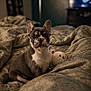 Chi Chi is registered to the contest to win money with this photo: animal, background, bed, blanket, comfort, cozy, cute, dog, ears, french_bulldog, fur, home, indoor, looking, pet, plush_toy, puppy, sitting, sleeping_area, small_dog