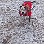 brown_grass, canine, car, chair, dog, front_yard, harness, house, leash, outdoor, pet, pitbull, portrait, red_jacket, single_subject, snow, standing, stick, tree, winter_yard