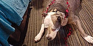 Colt is registered to the contest to win money with this photo: blanket, boot, carpet, collar, dog, floor, garland, gold_boot, heart_garland, human_leg, indoors, living_room, lying_down, pet, pitbull, red_decorations, relaxed, shoe, sofa, striped_carpet