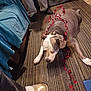 blanket, boot, carpet, collar, dog, floor, garland, gold_boot, heart_garland, human_leg, indoors, living_room, lying_down, pet, pitbull, red_decorations, relaxed, shoe, sofa, striped_carpet