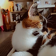 Caly participe au concours pour gagner de l'argent avec cette photo : animal, architecture, bookcase, building, cat, closet, couch, cupboard, furniture, hardwood, indoors, interiordesign, kitten, livingroom, manx, pet, plywood, room, shelf, wood