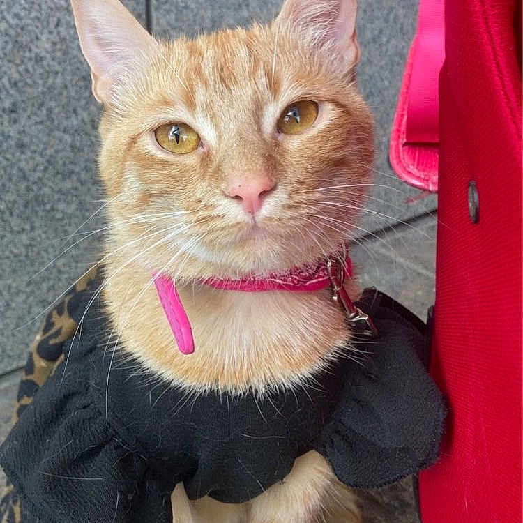 Nalaah a rejoint le concours — aidez-le/la à gagner de superbes lots ! animal, black_outfit, calm, cat, close_up, collar, curious, ears, feline, ginger_cat, golden_eyes, outdoor, pet, pink_collar, portrait, red_bag, sitting, stone_floor, tail, whiskers
