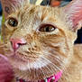 cat, close_up, orange_tabby, pet, collar, pink_collar, whiskers, fur, animal, domestic_cat, face, ears, nose, indoor, blurred_background, soft_lighting, cute, feline, portrait, pet_accessory