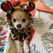 Missy is registered to the contest to win money with this photo: adorable, animal, bed, costume, cozy, cute, dog, ears, floral_pattern, fur, hoodie, indoors, leopard_print, looking_at_camera, paws, pet, puppy, quilt, resting, small_dog