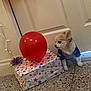 animal, balloon, brown_dog, celebration, costume, cute, decor, dog, door, floor, gift_box, indoor, party, pet, puppy, sitting, small_dog, star_pattern, wall, white_fur