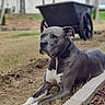 dog, gray_dog, white_paws, outdoor, grass, wheelbarrow, stone_border, relaxed, lying_down, pet, animal, guard_dog, nature, daylight, calm, ears_up, collar, focused, backyard, ground