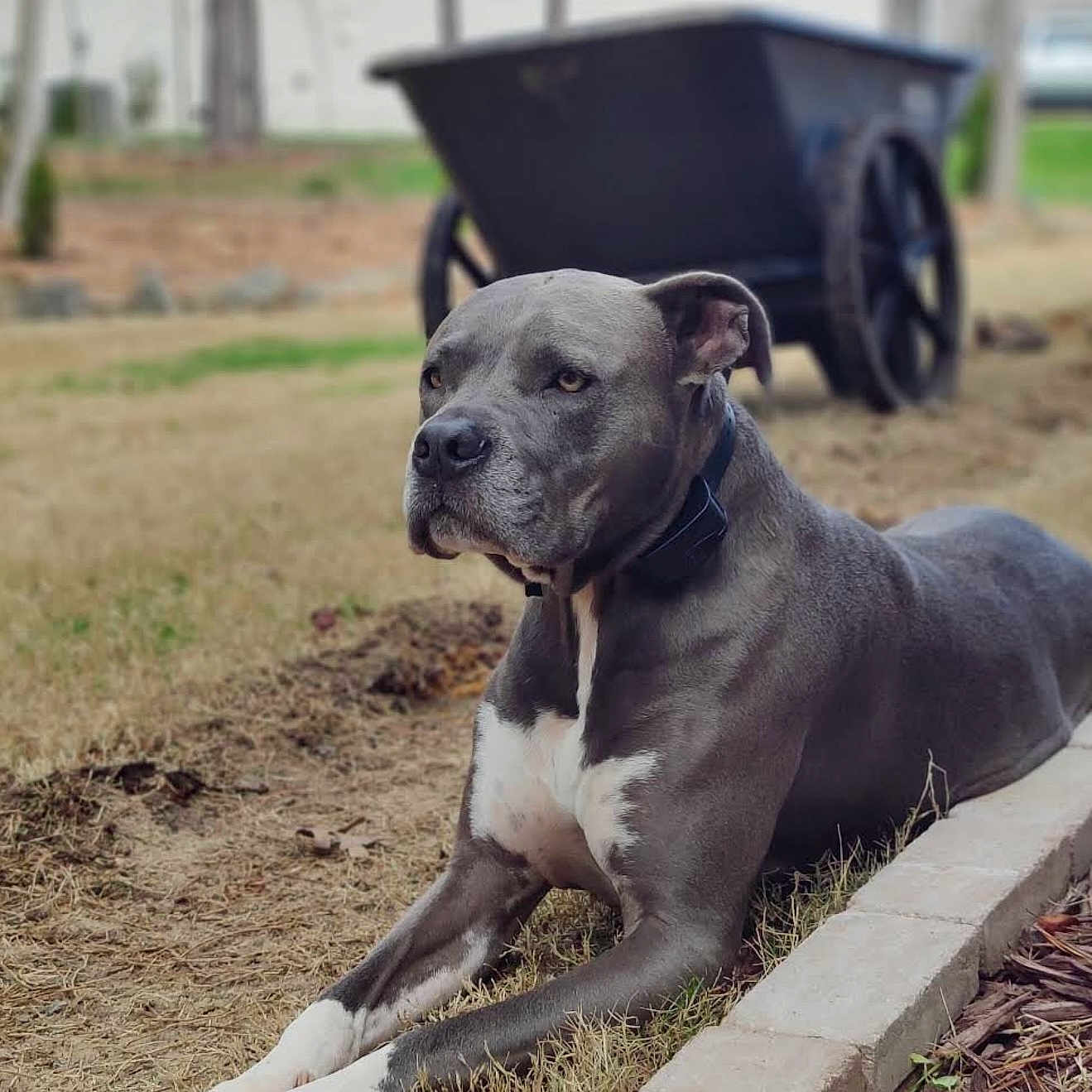Odin