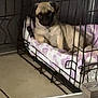 Nova is registered to the contest to win money with this photo: pug, puppy, dog, crate, pet_bed, indoors, floor, resting, animal, cage, cute, canine, furniture, pet, young_dog, comfort, domestic_animal, relaxing, small_dog, tan_color