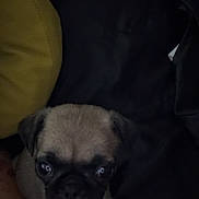 Nova joined the competition — help win amazing prizes! puppy, dog, pug, pet, animal, cute, face, eyes, furry, sitting, indoors, cushion, yellow, black_background, small, young, fur, closeup, companion, cozy