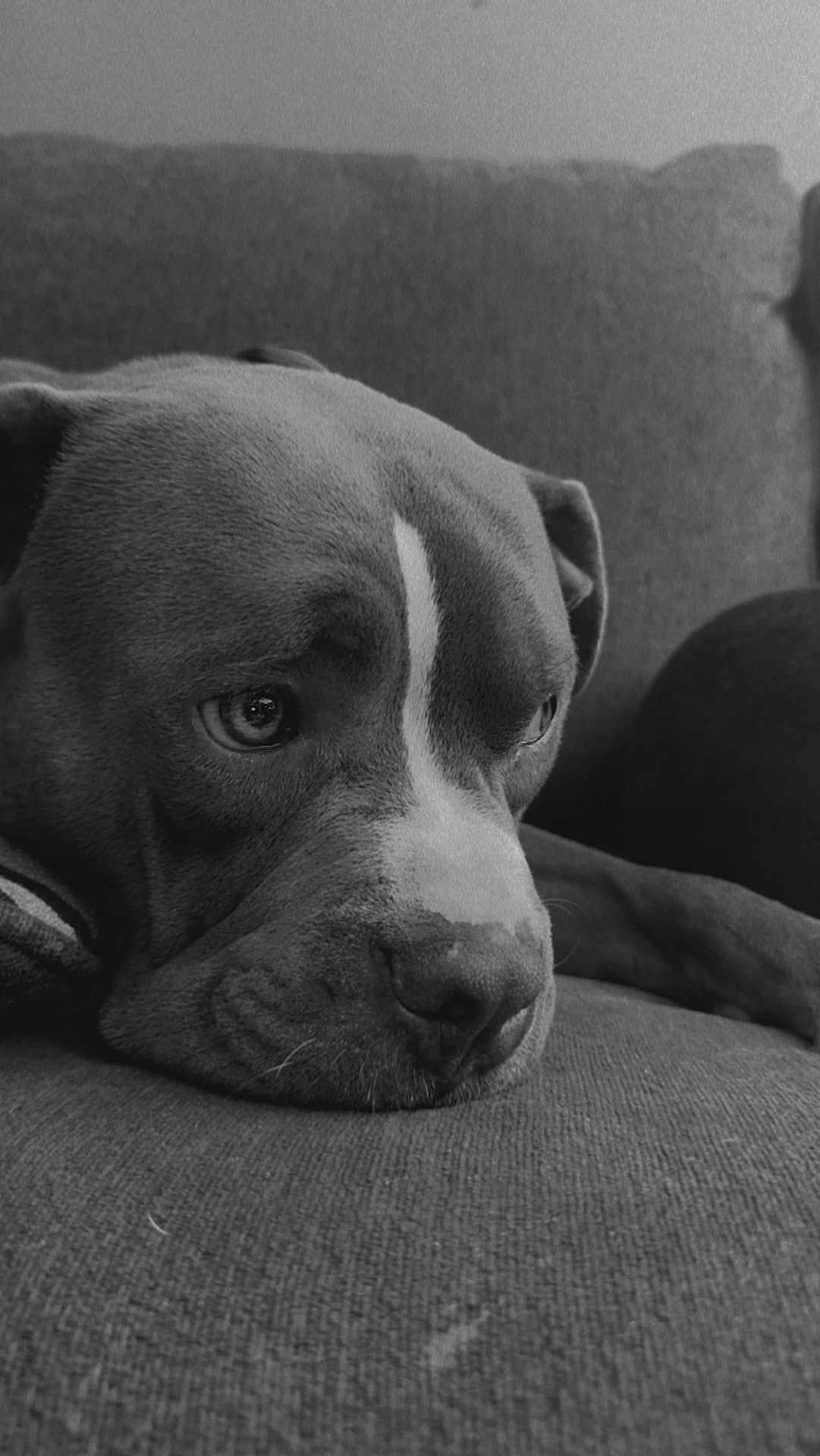Cabo joined the competition — help win amazing prizes! dog, close_up, black_and_white, resting, couch, pet, relaxed, fur, indoor, portrait, animal, canine, texture, calm, snout, ears, home, expression, side_view, laying_down