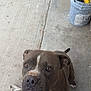 dog, pitbull, brown_dog, white_stripe, concrete_floor, paint_bucket, tools, outdoor, pet, animal, looking_up, sitting, curious, ears, tail, close_up, sidewalk, paw, face, canine