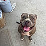 dog, pitbull, smiling, tongue_out, sitting, concrete_floor, bucket, orange_pipes, cardboard_box, happy, pet, animal, canine, outdoor, closeup, brown_eyes, white_markings, friendly, looking_up, playful