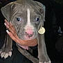 Cabo is registered to the contest to win money with this photo: puppy, dog, close_up, gray, white, pet, animal, cute, young, collar, tag, hand, manicure, nails, person, holding, indoor, dark_background, portrait, face