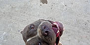 Cabo is registered to the contest to win money with this photo: dog, canine, pet, smiling, happy, sitting, looking_up, tongue_out, teeth, brown_fur, short_hair, concrete_floor, outdoor, animal, mammal, friendly, playful, ears, nose, eyes