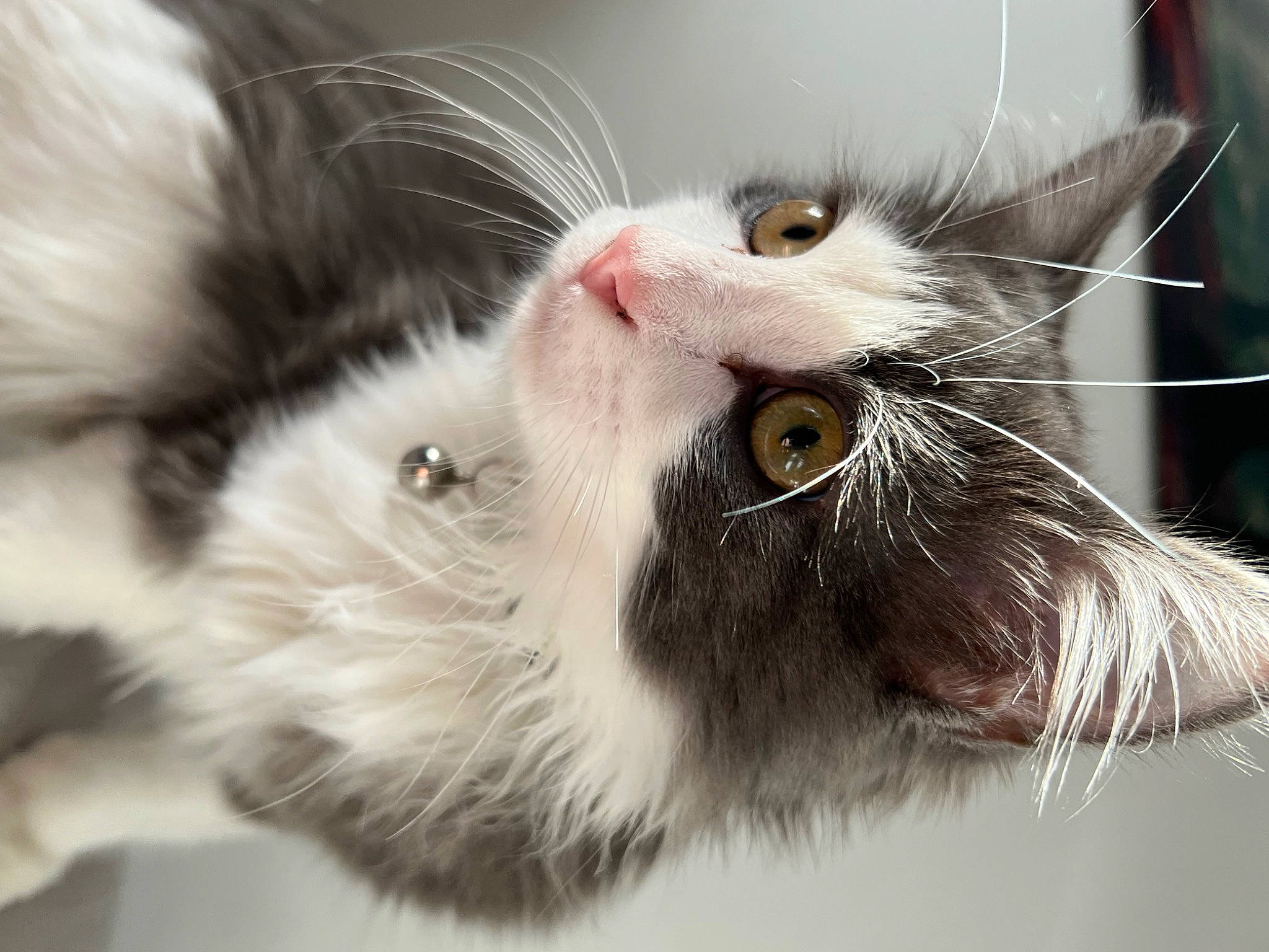 Gucci a rejoint le concours — aidez-le/la à gagner de superbes lots ! carnivore, cat, claw, domestic_short_haired_cat, felidae, fur, paw, small_to_medium_sized_cats, snout, tail, terrestrial_animal, whiskers, window