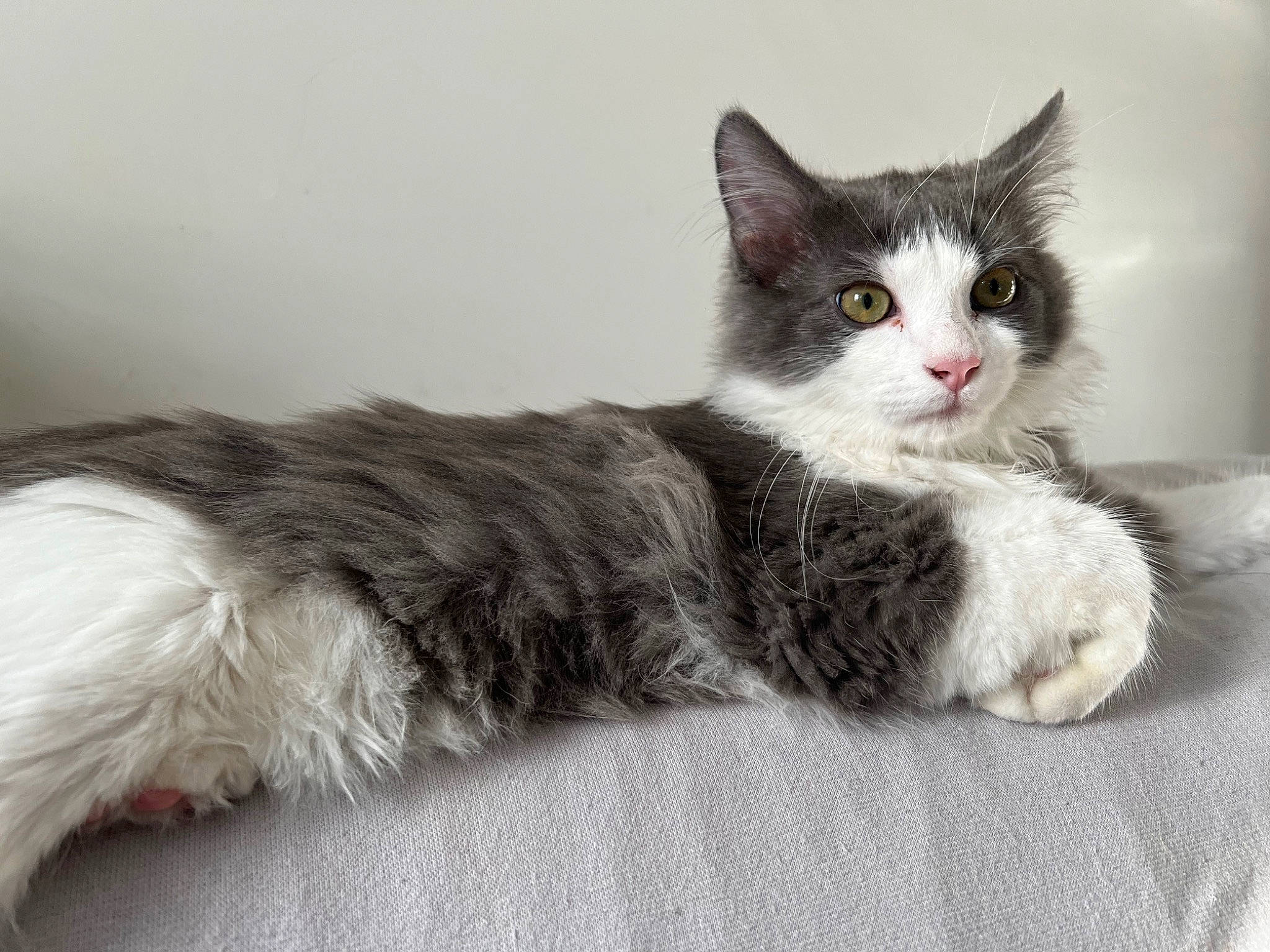 Gucci participe au concours pour gagner de l'argent avec cette photo : carnivore, cat, claw, comfort, domestic_short_haired_cat, eye, felidae, fur, grey, maine_coon, paw, sitting, small_to_medium_sized_cats, snout, tail, terrestrial_animal, whiskers