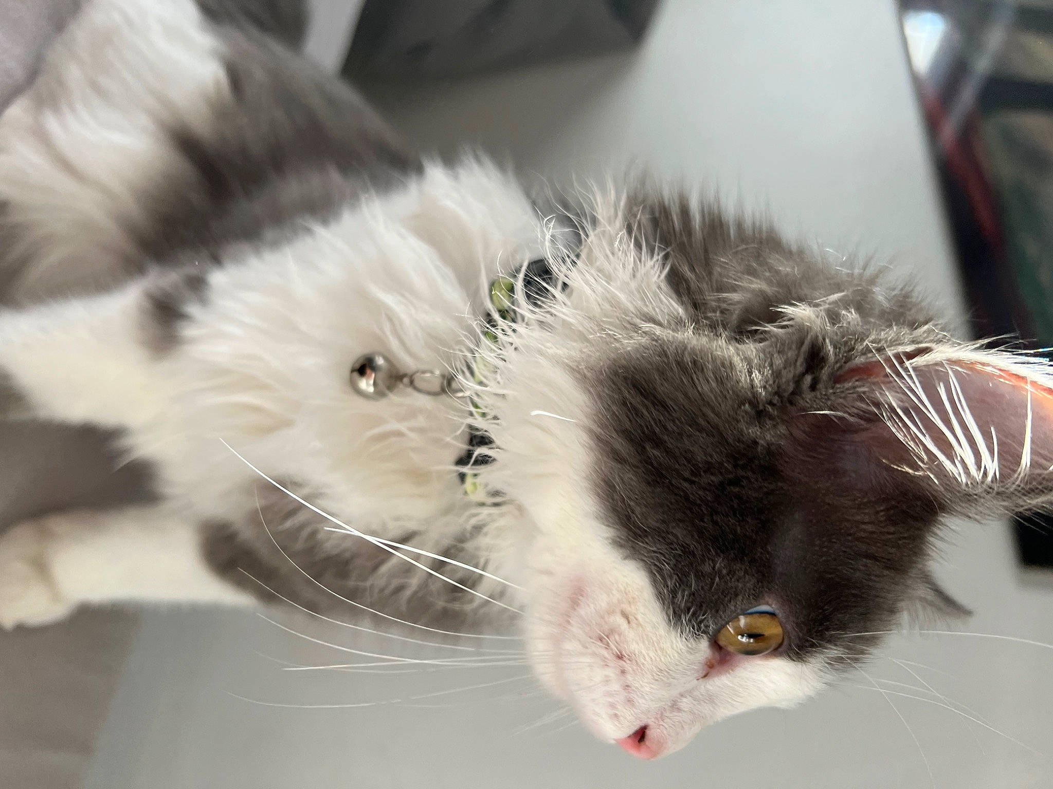 Gucci participe au concours pour gagner de l'argent avec cette photo : cat, claw, felidae, foot, fur, paw, science, small_to_medium_sized_cats, snout, tail, terrestrial_animal, whiskers