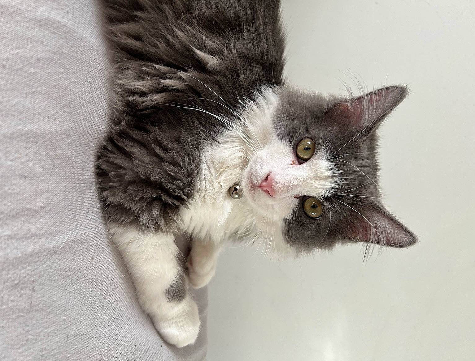 Gucci participe au concours pour gagner de l'argent avec cette photo : carnivore, cat, claw, domestic_short_haired_cat, ear, eye, felidae, fur, grey, paw, plant, small_to_medium_sized_cats, snout, tail, whiskers