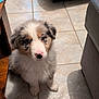 Velour a rejoint le concours — aidez-le/la à gagner de superbes lots ! puppy, dog, fluffy, cute, indoor, tile_floor, pet, young, animal, fur, sitting, looking_up, small, adorable, living_room, domestic, companion, cute_pet, innocent, friendly