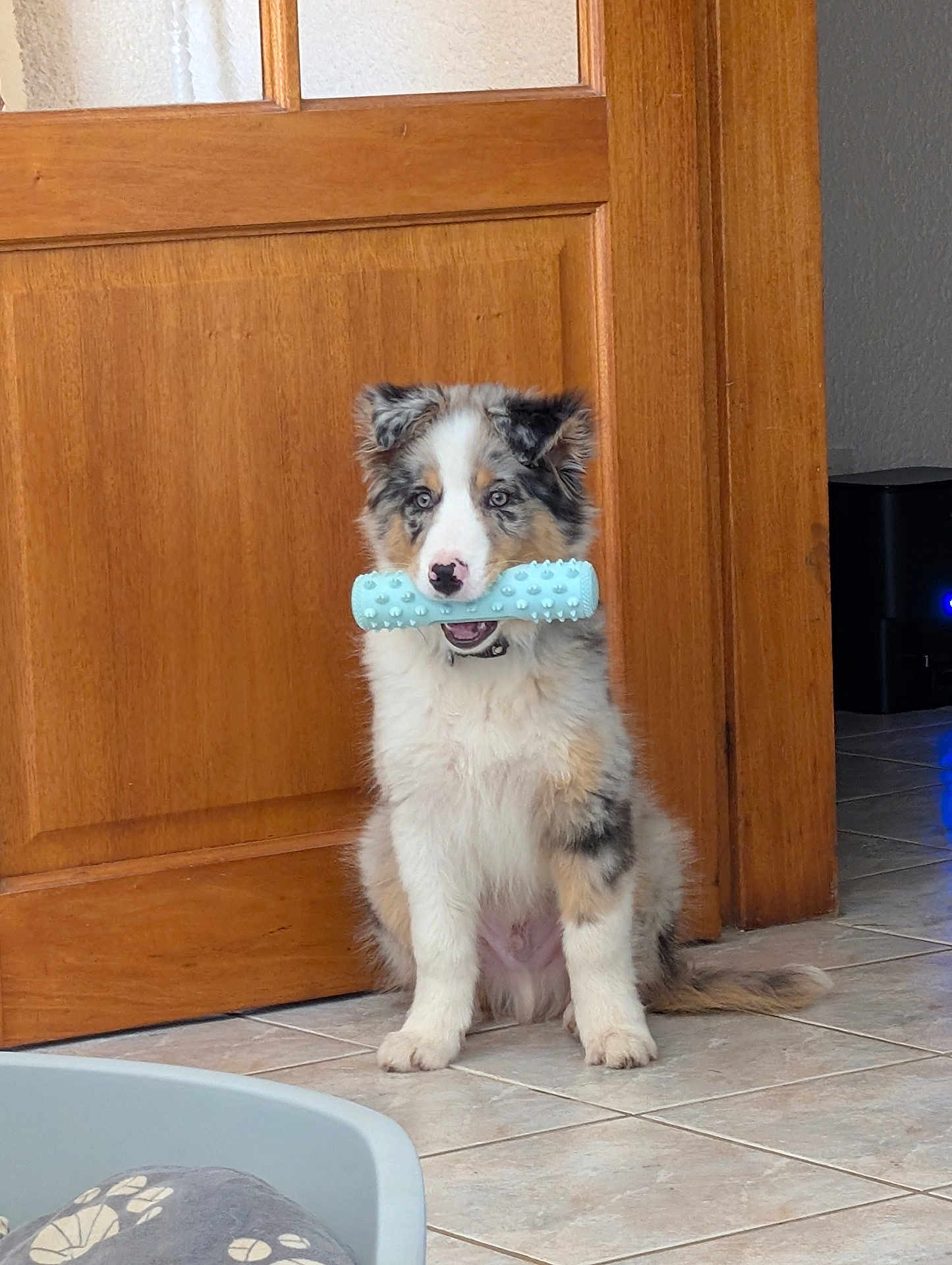 Velours participe au concours pour gagner de l'argent avec cette photo : puppy, dog, toy, indoor, wooden_door, tile_floor, pet_bed, chew_toy, sitting, fur, cute, playful, animal, pet, collar, young, brown, white, gray, black