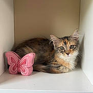 Hazel is registered to the contest to win money with this photo: kitten, cat, pet, animal, feline, shelf, white, cubicle, ceramic, butterfly, pink, cute, curious, fur, small, domestic, indoor, resting, young, cozy