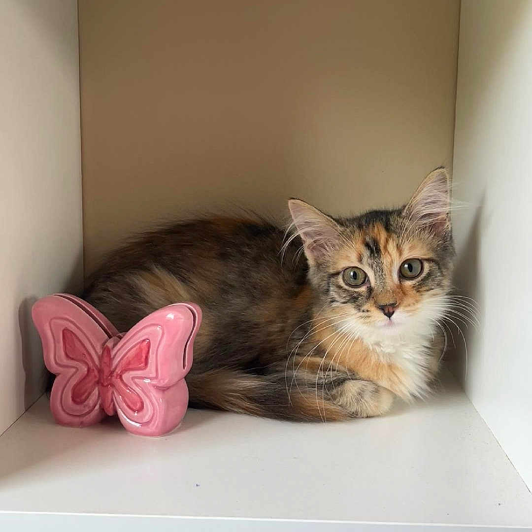 Hazel is registered to the contest to win money with this photo: animal, butterfly, cat, ceramic, cozy, cubicle, curious, cute, domestic, feline, fur, indoor, kitten, pet, pink, resting, shelf, small, white, young