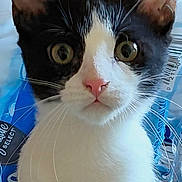 Splashy is registered to the contest to win money with this photo: cat, black_and_white, pet, animal, indoor, close_up, whiskers, pink_nose, curious, wide_eyes, paws, fur, portrait, domestic, mammal, face, looking, plastic, packaging, background