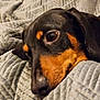 animal, beagle, bed, blanket, canine, couch, dog, furniture, homedecor, hound, indoors, labradorretriever, linen, person, pet, puppy, quilt, sleeping, snout, towel