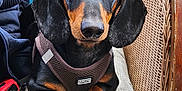 Tabasco a rejoint le concours — aidez-le/la à gagner de superbes lots ! accessories, animal, armchair, beagle, canine, chair, couch, cushion, dog, furniture, homedecor, hound, person, pet, puppy, racket, snout, sport, strap, tennis