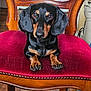 animal, armchair, beagle, canine, chair, couch, cushion, dog, furniture, hardwood, homedecor, hound, indoors, interiordesign, labradorretriever, pet, puppy, snout, velvet, wood