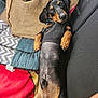 dog, dachshund, pet, lying_down, couch, cushion, burlap_bag, black_and_tan, relaxed, indoors, furniture, canine, cute, resting, animal, domestic_animal, looking_up, snout, ears, paws
