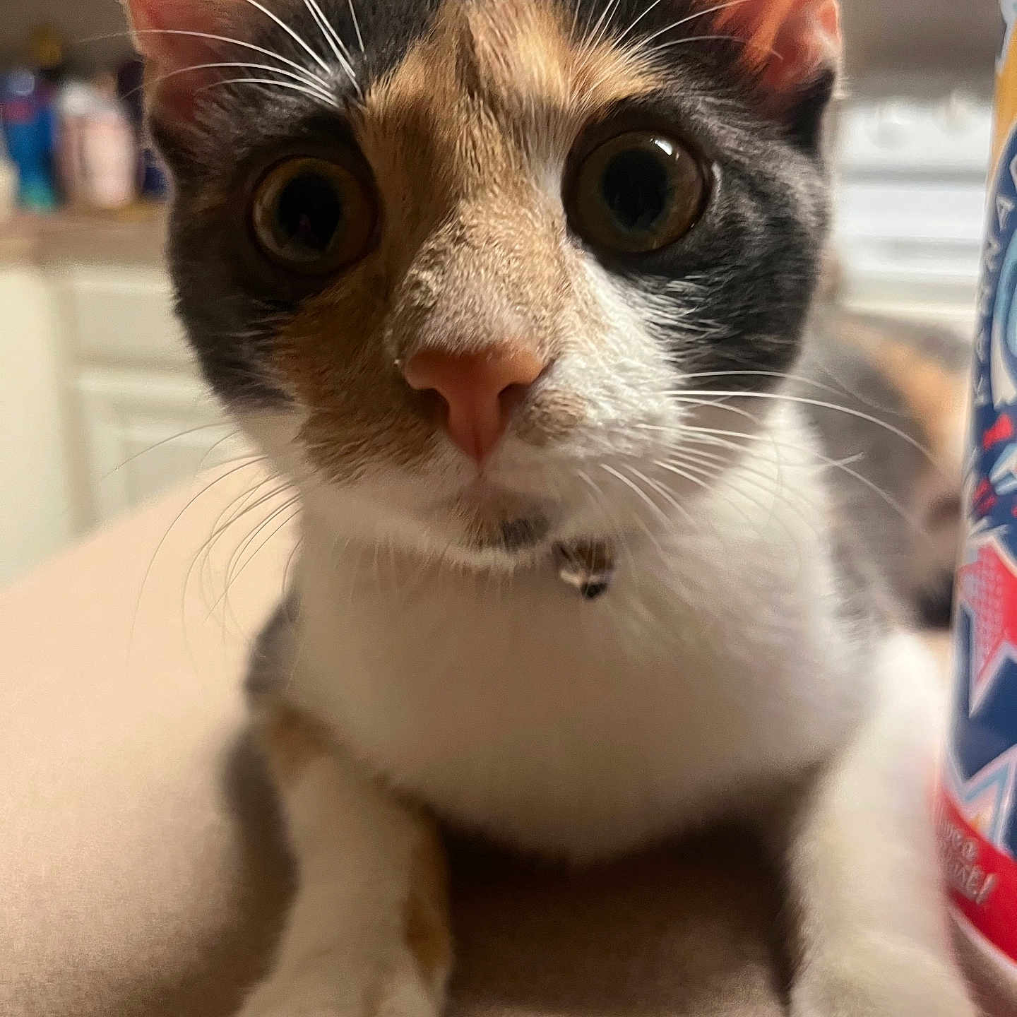 Gizma is registered to the contest to win money with this photo: cat, calico_cat, pet, animal, close_up, portrait, wide_eyed, curious, whiskers, ears, pink_nose, fur, white_paws, collar, indoors, kitchen, bottle, foreground, centered, photography