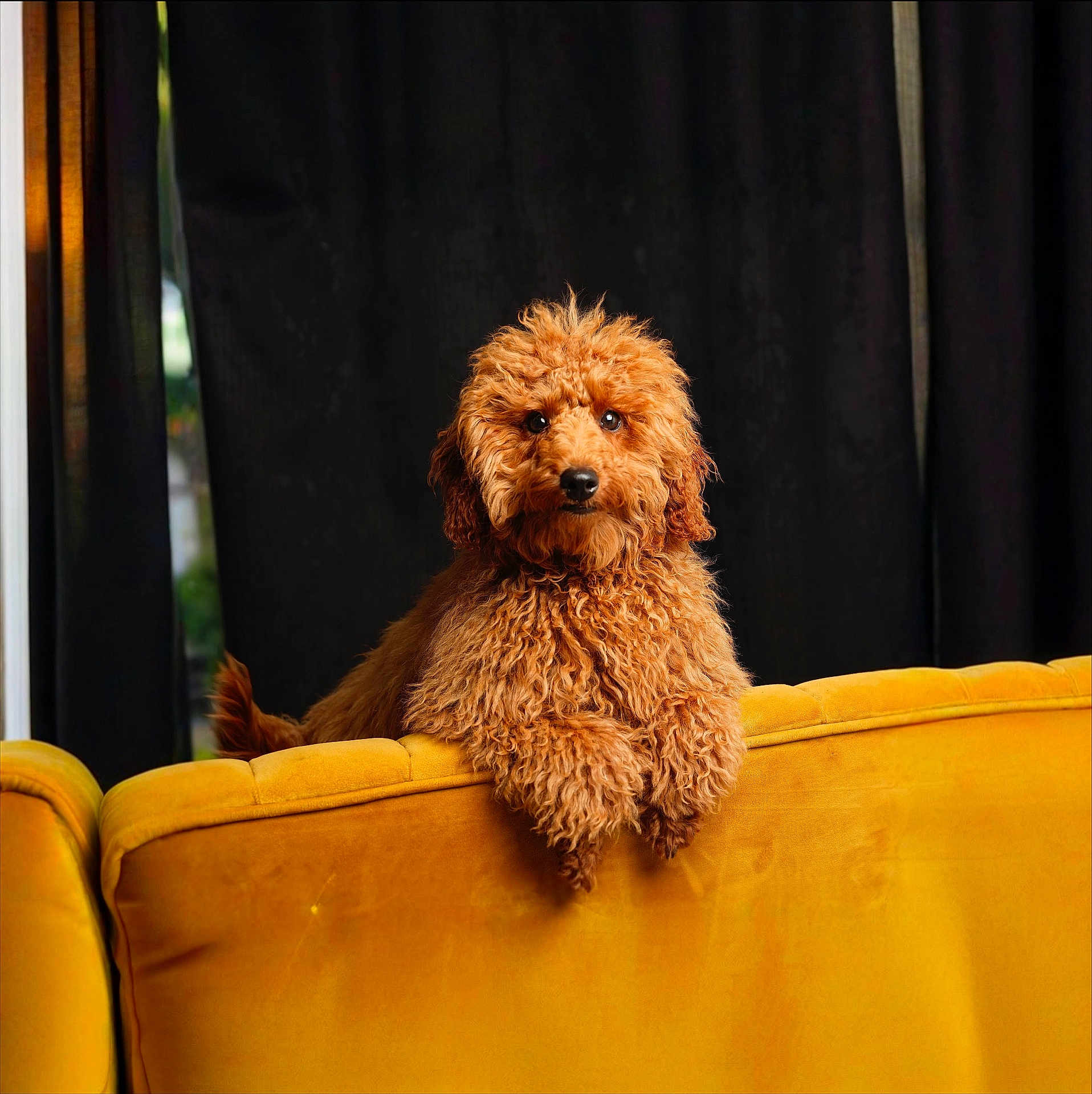 Yema is registered to the contest to win money with this photo: dog, brown_dog, curly_fur, fluffy, couch, yellow_couch, indoor, pet, animal, furniture, black_curtain, portrait, looking, resting, cozy, domestic, companion, cute, living_room, curtains