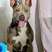 Tyson is registered to the contest to win money with this photo: animal, brown_dog, canine, companion, dog, domestic_animal, ears_up, floor, friendly, happy, indoor, leash, light_pink_pants, looking_at_camera, pants, person, pet, sitting, tongue_out, white_patch