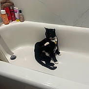 Orion is registered to the contest to win money with this photo: animal, bathroom, bathtub, black_and_white, cat, clean, collar, container, curious, domestic, fur, indoor, paw, pet, relaxing, sitting, tile, toiletries, wall, white