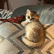Oliver joined the competition — help win amazing prizes! kitten, cat, animal, pet, furry, cute, indoor, couch, pillow, pattern, texture, cozy, feline, resting, looking_back, small, domestic, curious, soft, warm_lighting