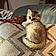Oliver