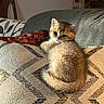 kitten, cat, animal, pet, furry, cute, indoor, couch, pillow, pattern, texture, cozy, feline, resting, looking_back, small, domestic, curious, soft, warm_lighting