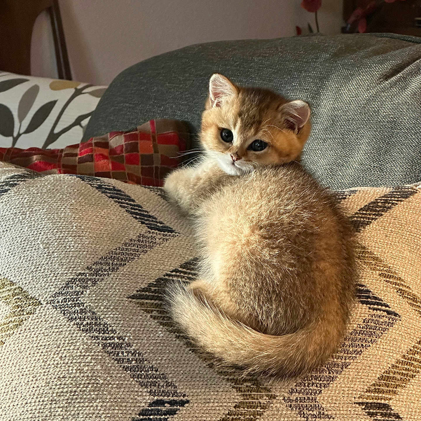 Oliver joined the competition — help win amazing prizes! kitten, cat, animal, pet, furry, cute, indoor, couch, pillow, pattern, texture, cozy, feline, resting, looking_back, small, domestic, curious, soft, warm_lighting